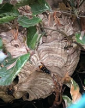 Nest Aziatische hoornaar 